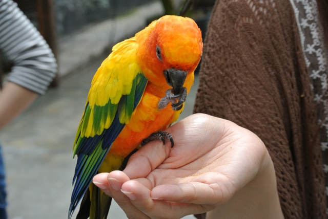 Psittacine Beak and Feather Disease (PBFD) in parakeet