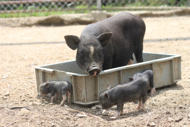 What is Swine Erysipelas and how to prevent it?