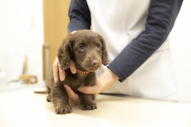 Canine Parvovirus – a deadly virus among puppies