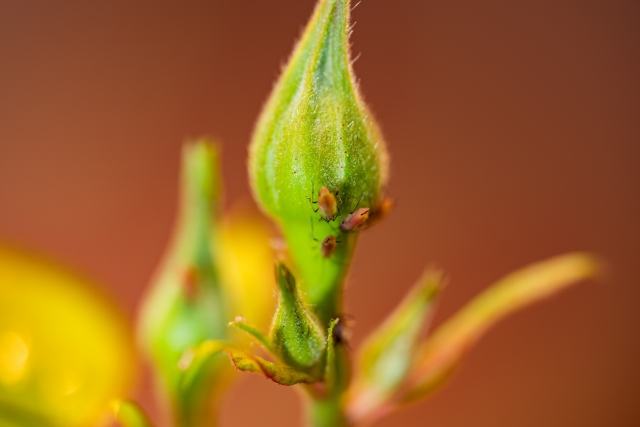 Get Rid of Aphids on Roses With Natural Remedies